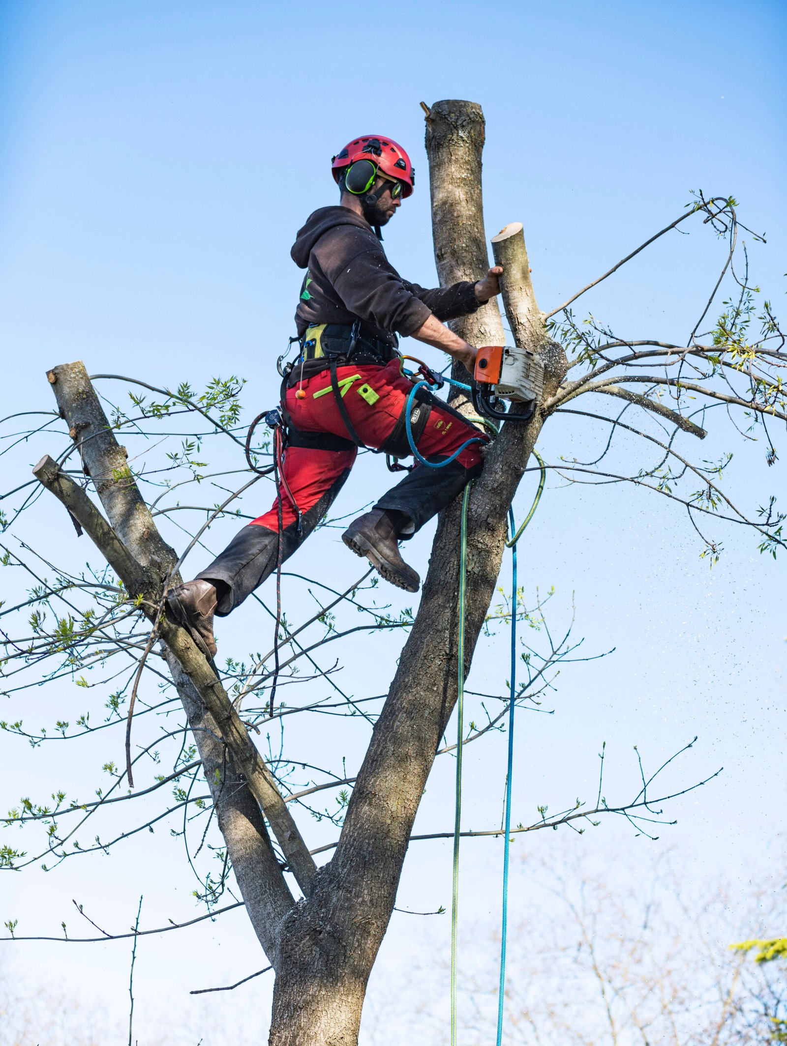 Arborist using chainsaw to prune tree branches from high up
